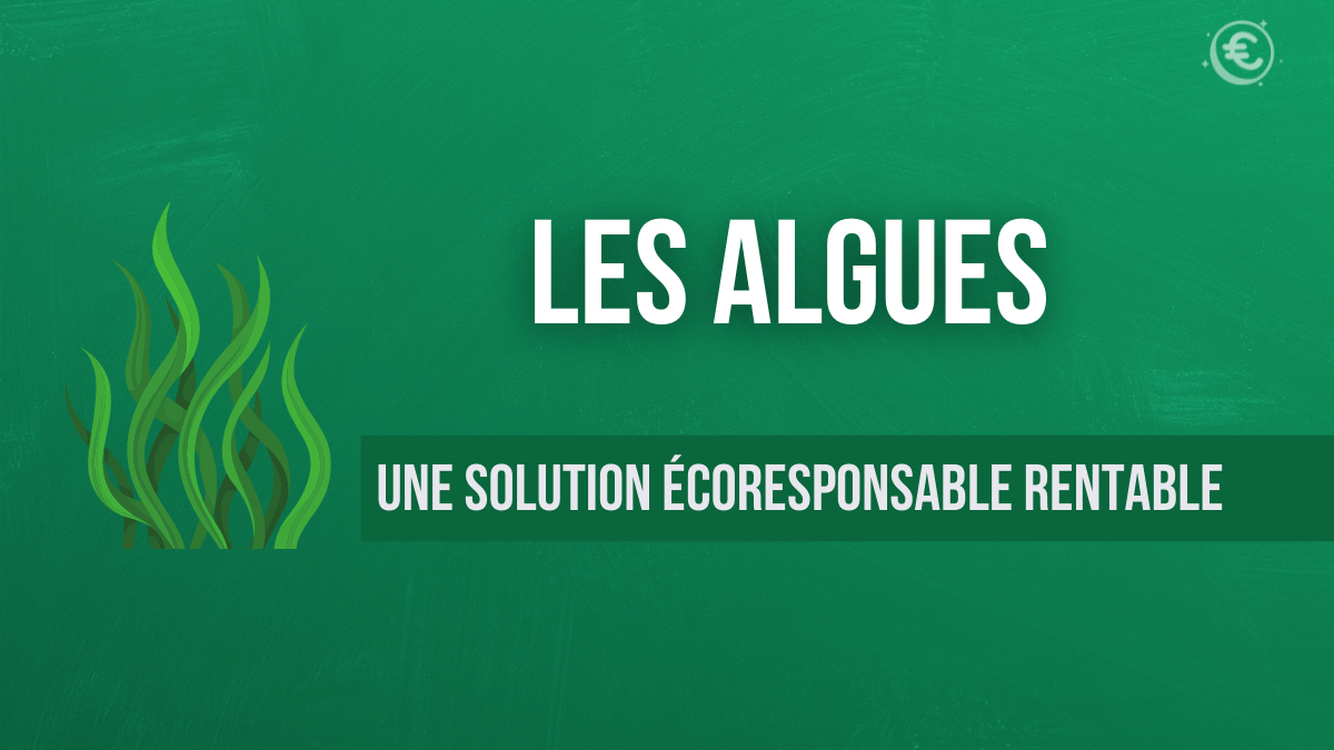 Les algues : une solution écoresponsable rentable : Tour d'horizon